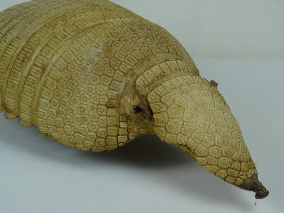 Taxidermy Armadillo Shell